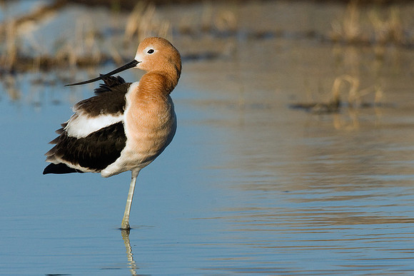 AVCT00194-American-Avocet
