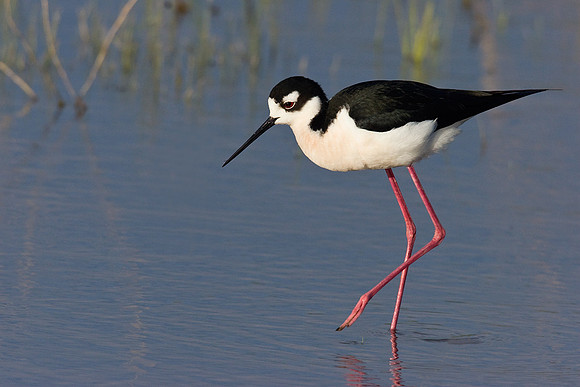 BNST00226-Black-necked-Stilt