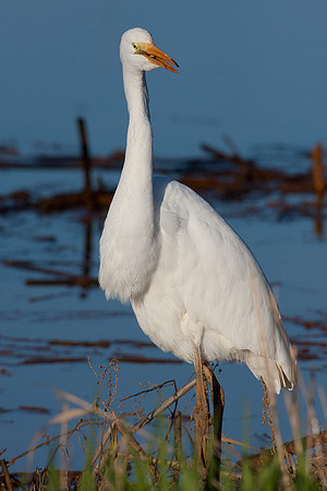 GE00369 Great Egret
