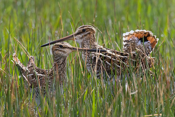 SNP00063-Snipe