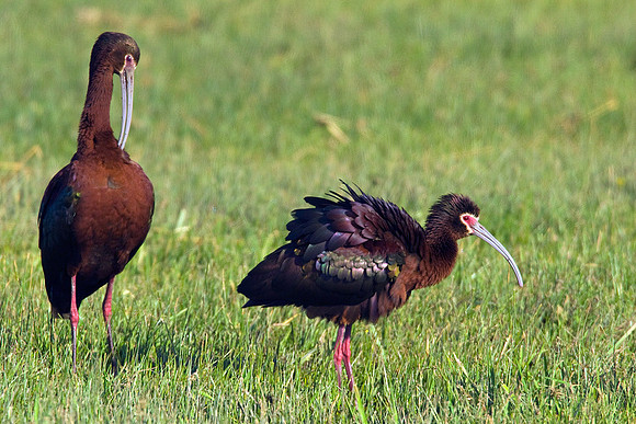 WFIS00022-White-faced-Ibis