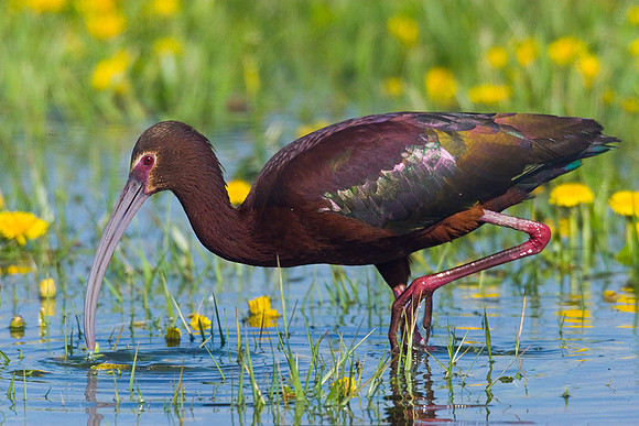 WFIS00043-White-faced-Ibis