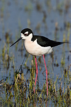 BNST00137-Black-necked-Stilt