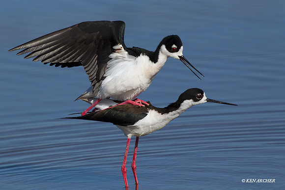 BNST00734 Black-necked Stilt