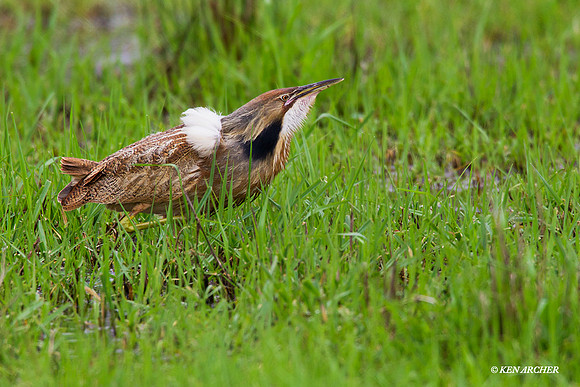 American Bittern - AB00754
