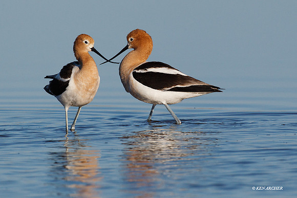 American Avocet Pair - AVCT01098
