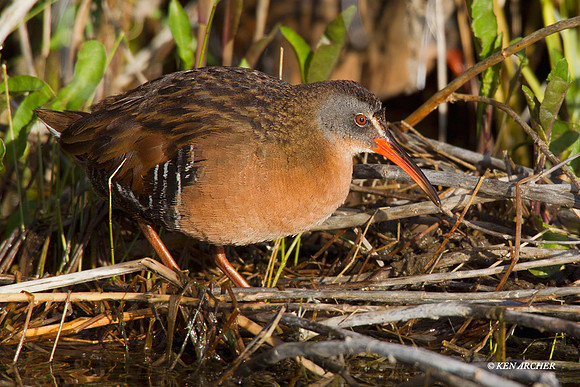 VR00038 Virginia Rail