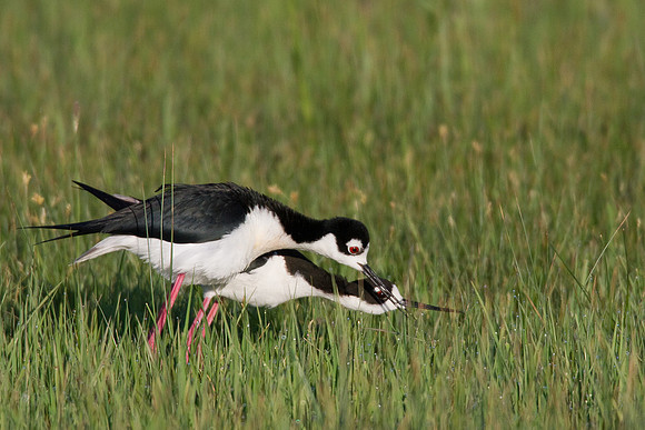 BNST00426-Black-necked-Stilt