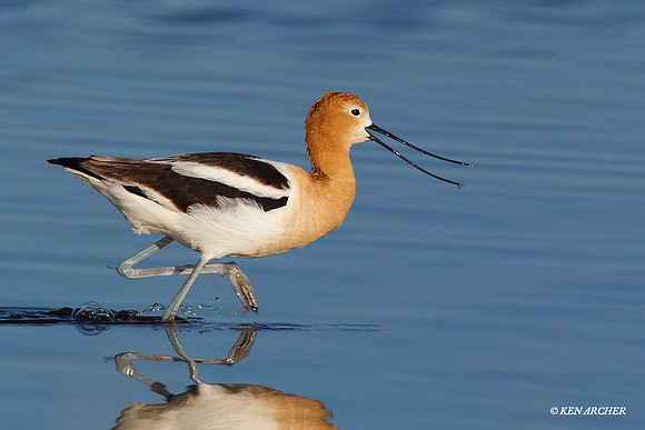 AVCT01062 American Avocet
