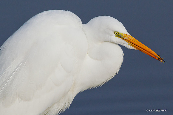 GE00551 Great Egret