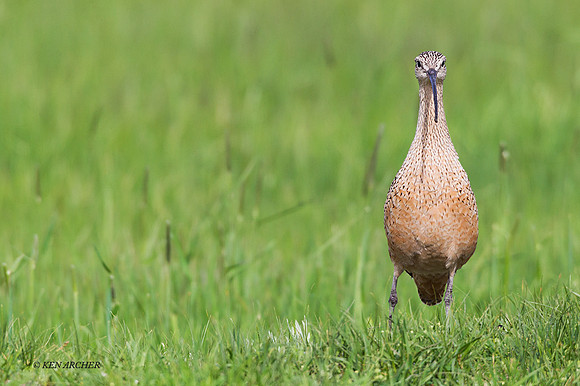 CRLW00564 - Long-billed Curlew