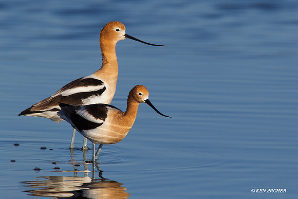 AVCT01064 American Avocet