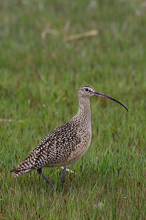 CRLW00183-Curlew