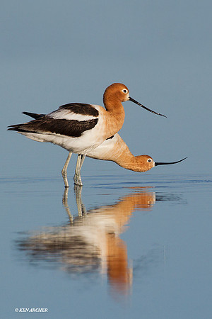 AVCT01121 American Avocet
