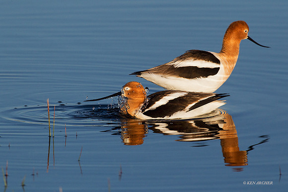 AVCT01694 - American Avocet