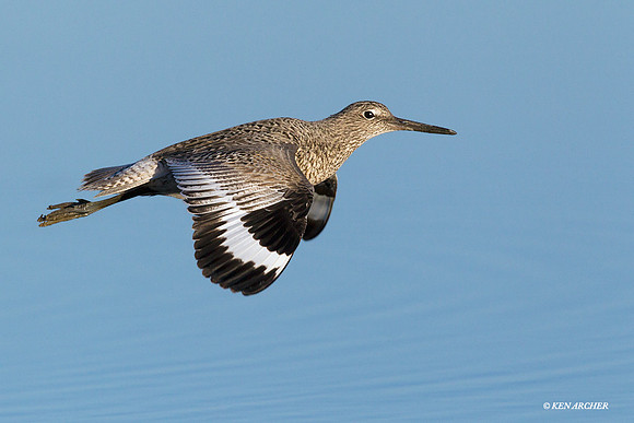 WLT00170 Willet