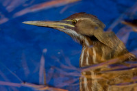 AB00435-American-Bittern