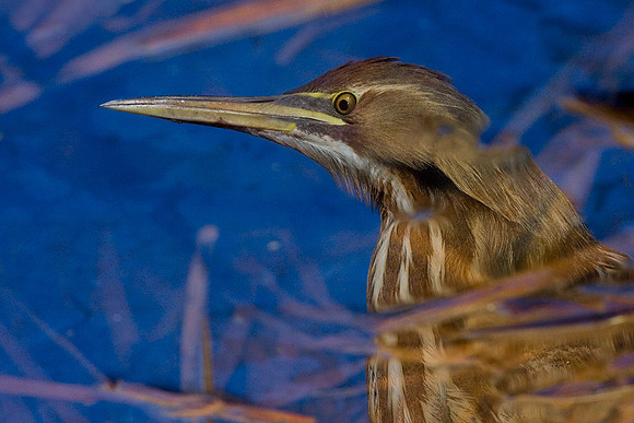 AB00435-American-Bittern