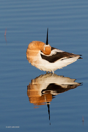AVCT01720 American Avocet