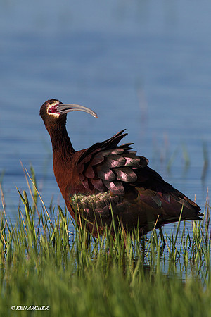 WFIS00632 White-faced Ibis