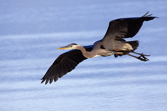 GBHN00704-Great-Blue-Heron
