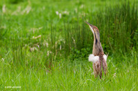 American Bittern - AB00766