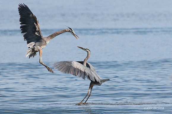 GHH00821 - Great Blue Heron