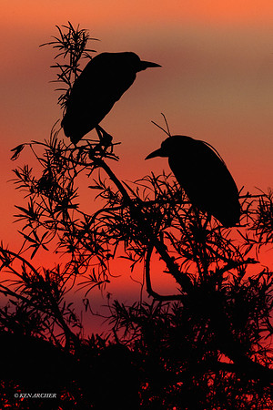 Black-crowned Night Heron - ARSB00823