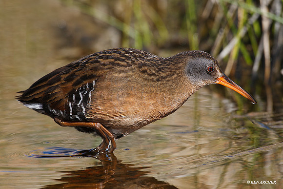 Virginia Rail - VR00187