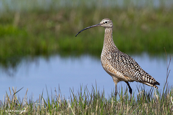 CRLW00389 Curlew