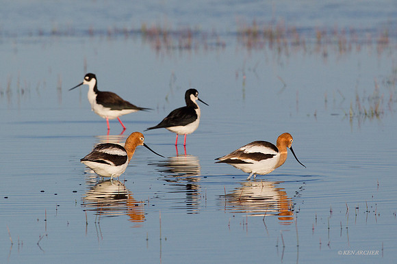 AVCT01786 - American Avocet