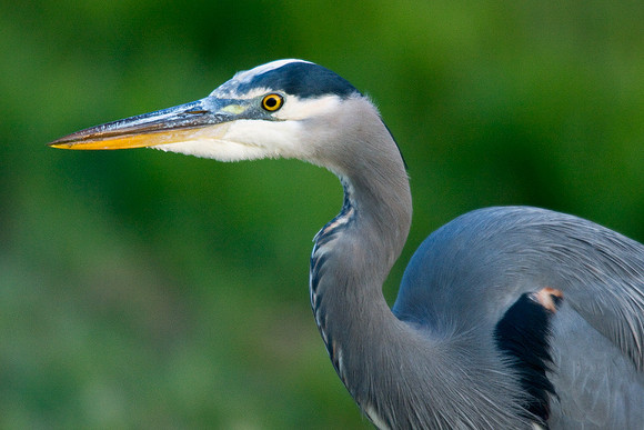 GBHN00322-Great-Blue-Heron