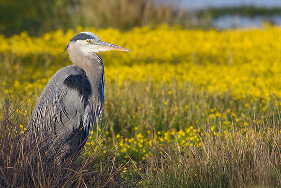 GBHN00313-Great-Blue-Heron