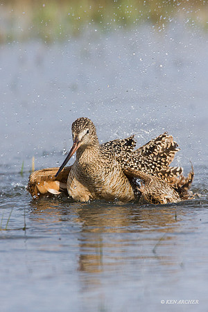 MDGW00021 - Marbled Godwit