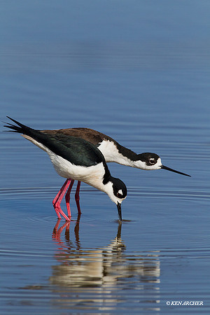 BNST00714 Black-necked Stilt