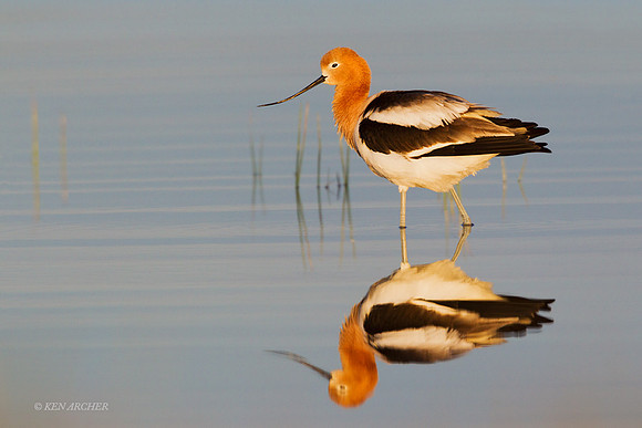 AVCT02178 - American Avocet