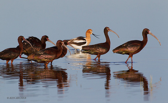 WFIS00993 - White-faced Ibis