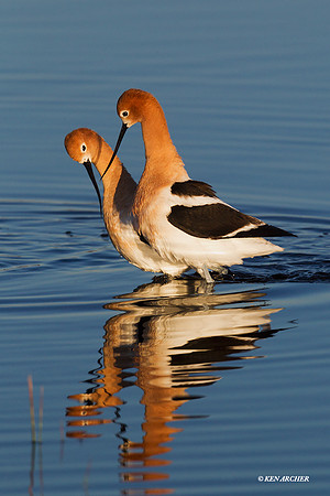 AVCT01660 - American Avocet