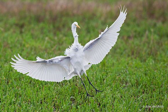 GE00570 - Great Egret