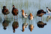 MSSB00018-Multiple-Species-Shorebirds-