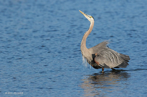 GHH00791 - Great Blue Heron