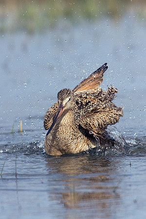 MDGW00020-Marbled-Godwit