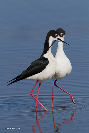 BNST00740 Black-necked Stilt