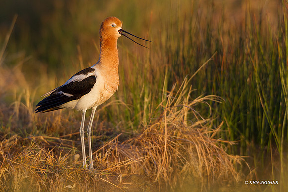 AVCT01951 - American Avocet