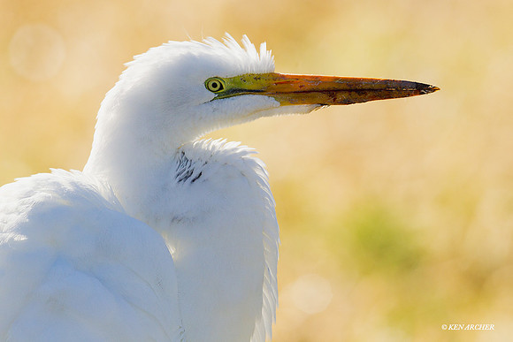 GE00440 Great Egret