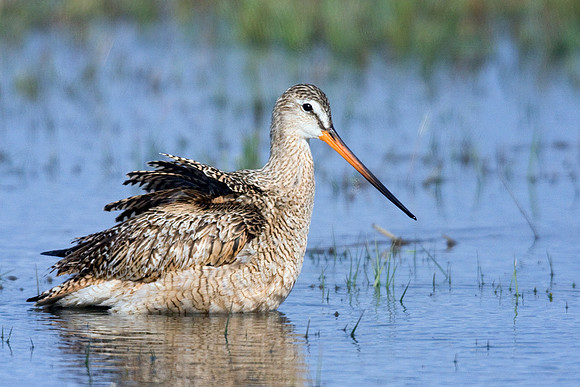 MDGW00058-Marbled-Godwit