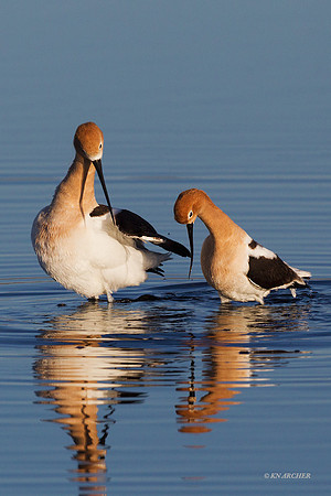 AVCT01767 American Avocet