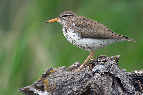 SDSP00004-Spotted-Sandpiper