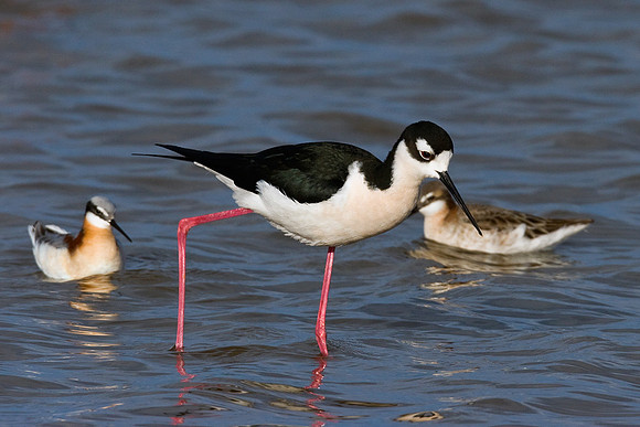 BNST00155-Black-necked-Stilt