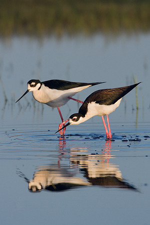 BNST00452-Black-necked-Stilt